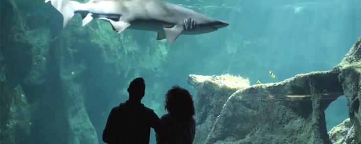 A la découverte des fonds marins à l'Aquarium La Rochelle